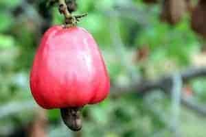 How the Cashew Became Popular