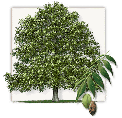 Artists Rendition Of A Pecan Tree And The Nut
