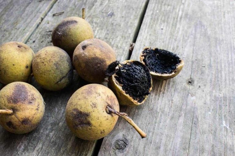 Harvesting Black Walnuts