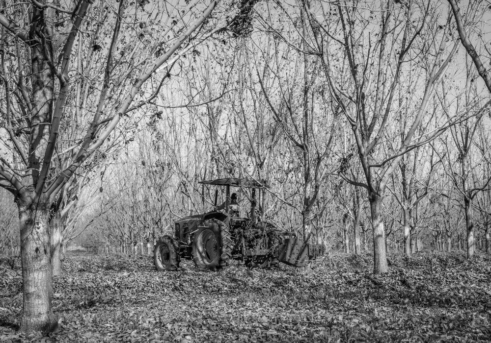 Historical Pecan Tree Harvest