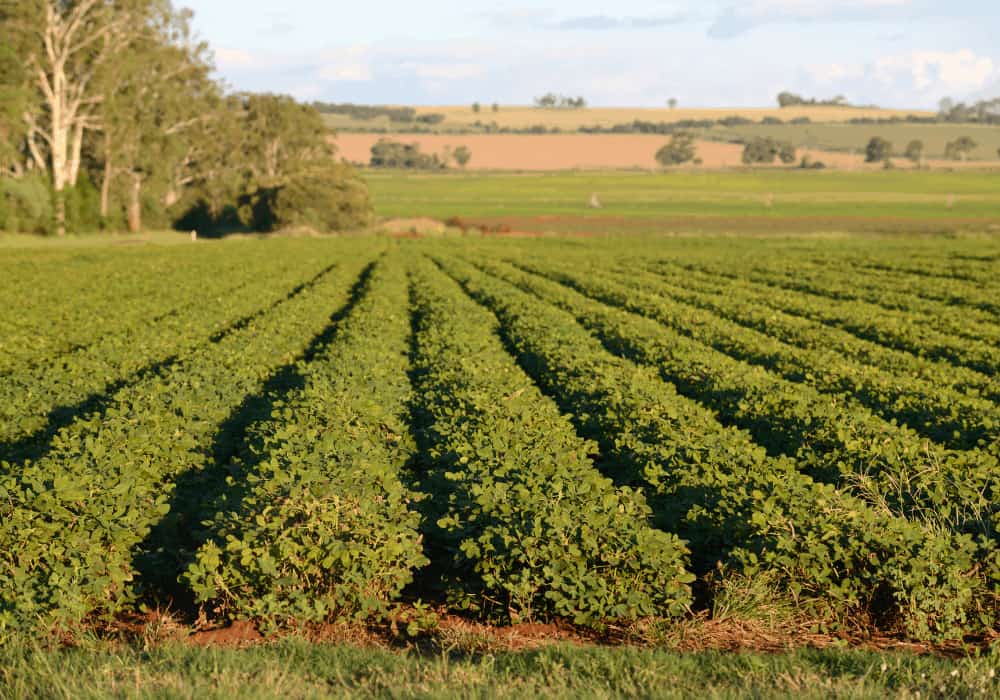 Peanut Crop