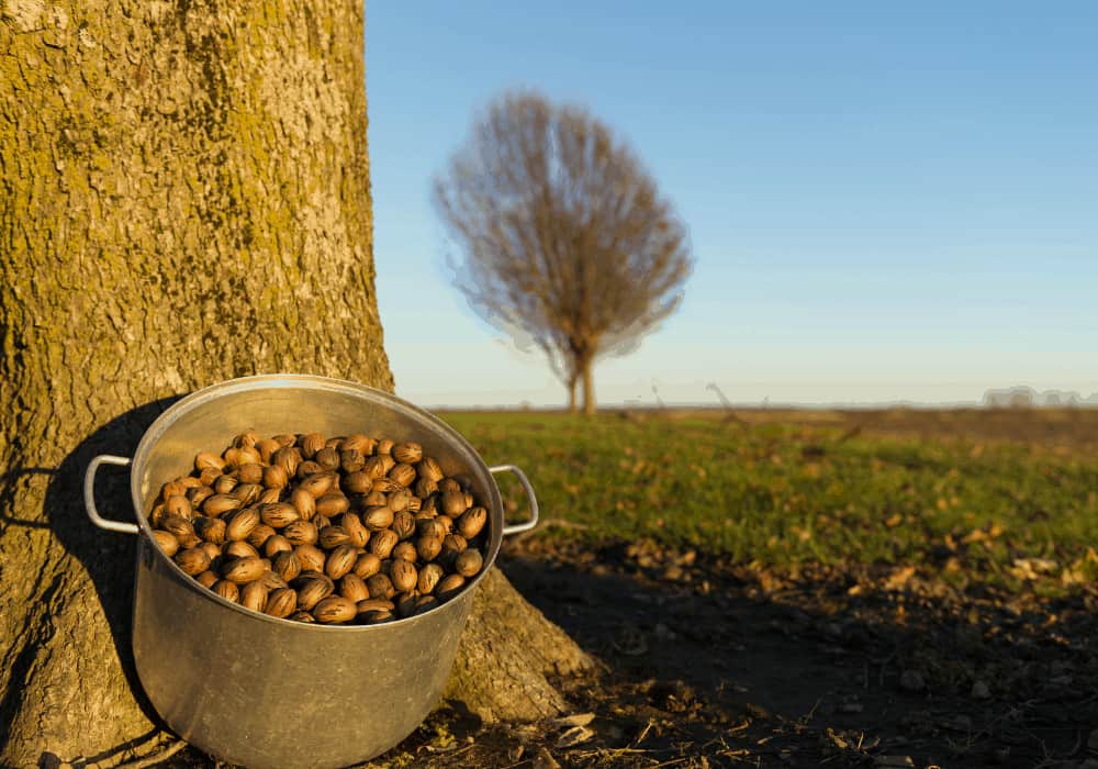 Pecan Tree Harvesting