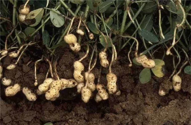 Where peanuts come from