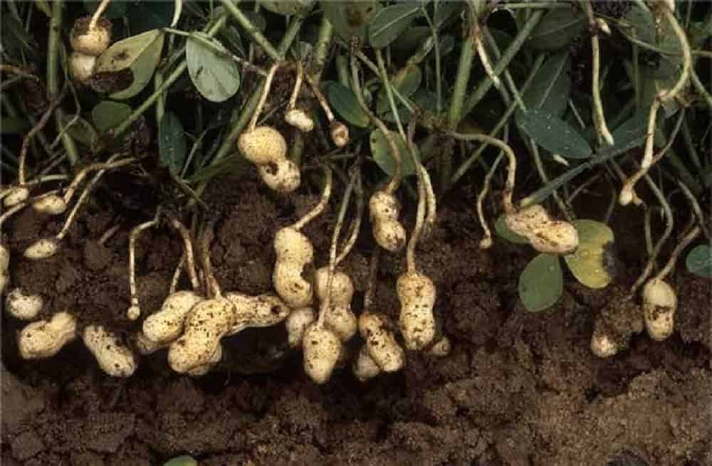 Where peanuts come from