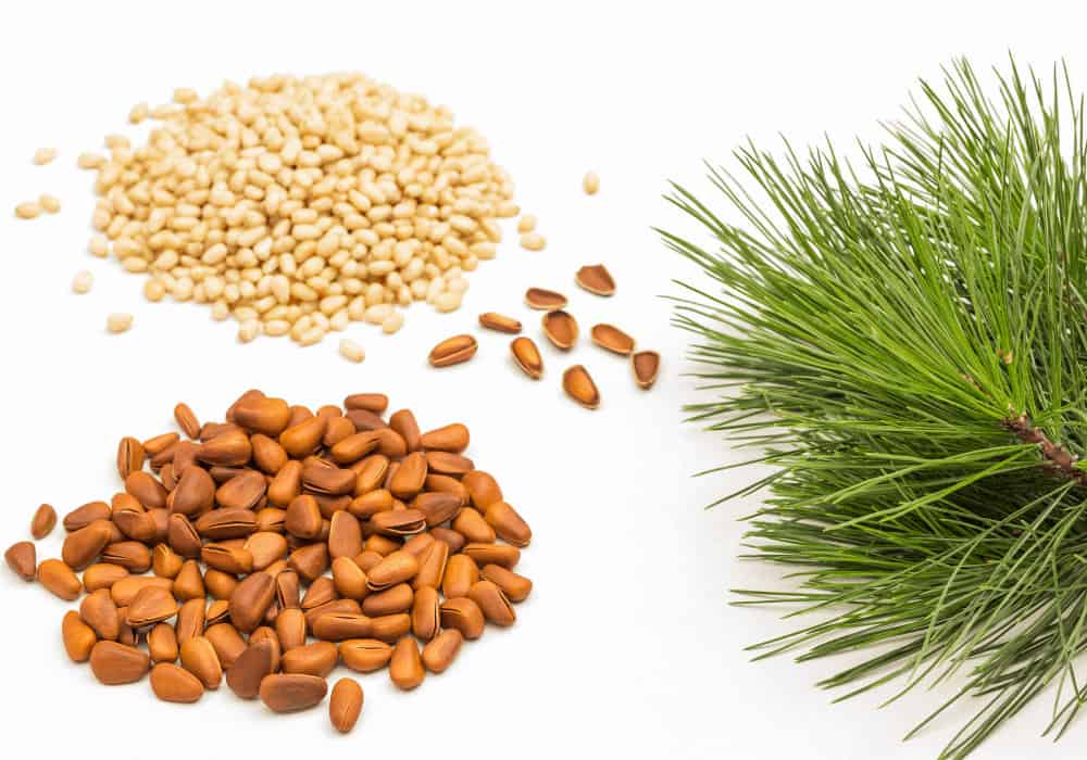 Pine Nut Tree