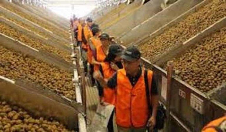 Current Walnut Production Of California
