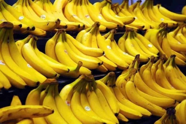 Effect Of Panama Disease