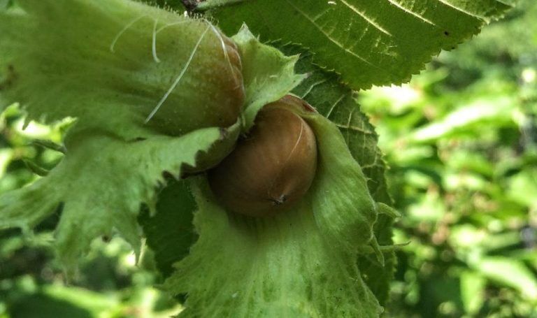 husk of the hazelnut