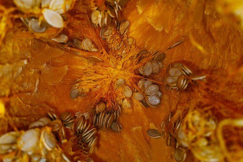 Prostate and Bladder Health, The Nutritional Benefits of Pumpkin Seeds