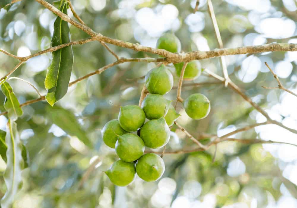 Harvesting the Macadamia Nut