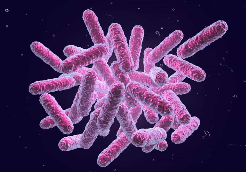 salmonella bacteria