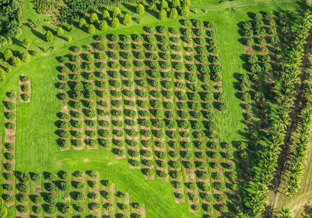 Macadamia Nut Farm