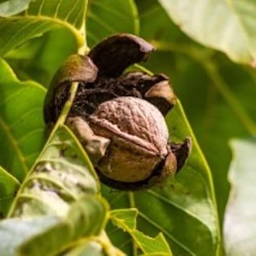 walnut growing on a tree