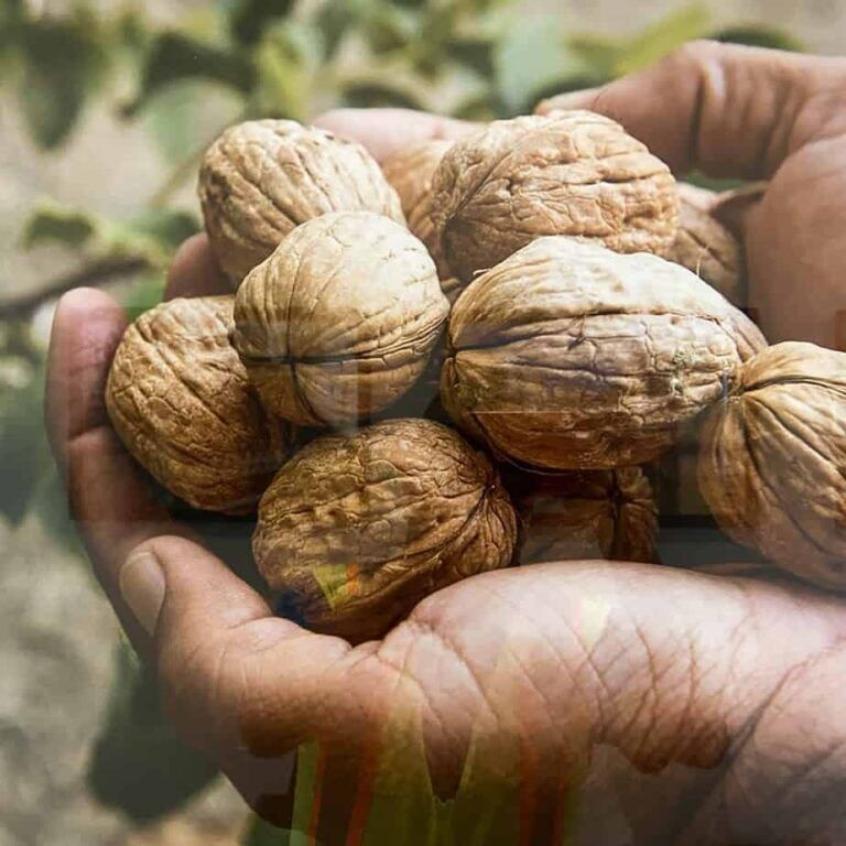 California Walnuts In Their Shell