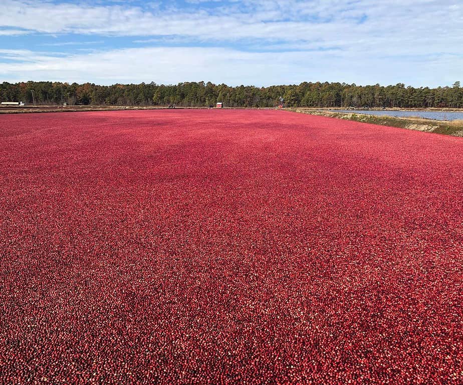 New Jersey Cranberry Bog