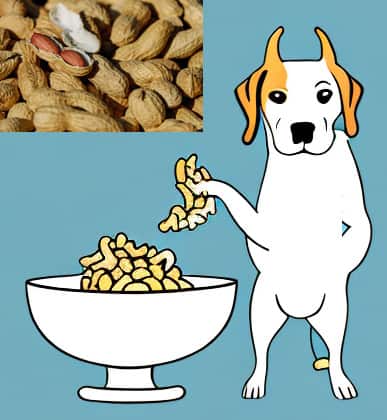 One Dog Eating with a picture of peanuts
