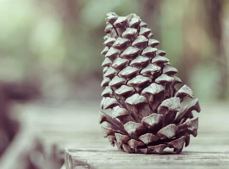 Pine Cone Seeds