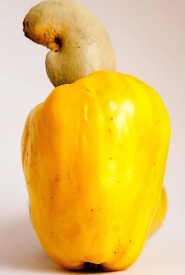 Single Ripe Cashew Fruit
