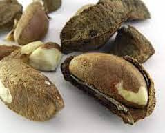 A Harvested Brazil Nut In The Shell