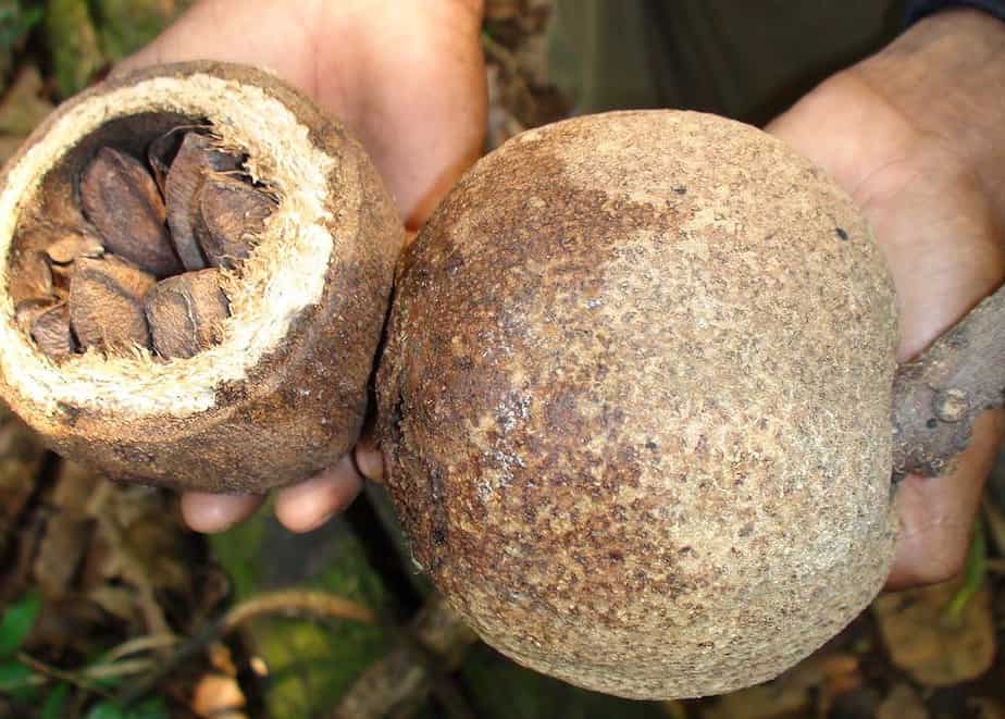 Ouricco, Harvesting Brazil Nuts