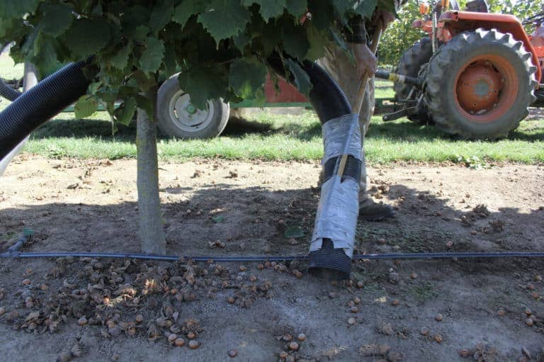 Hazelnuts Being Harvested, history of hazelnut production
