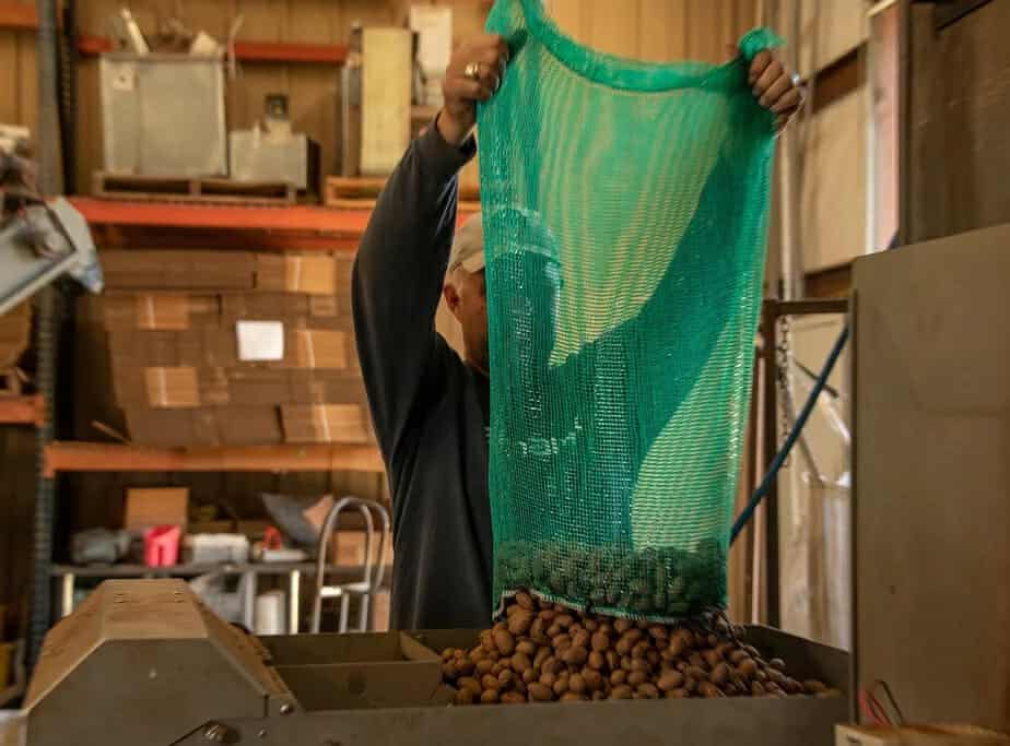 Do pecans need to dry before shelling
