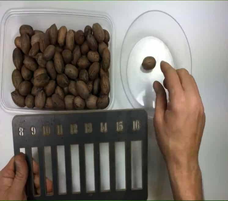 Grading Each Pecan By Hand