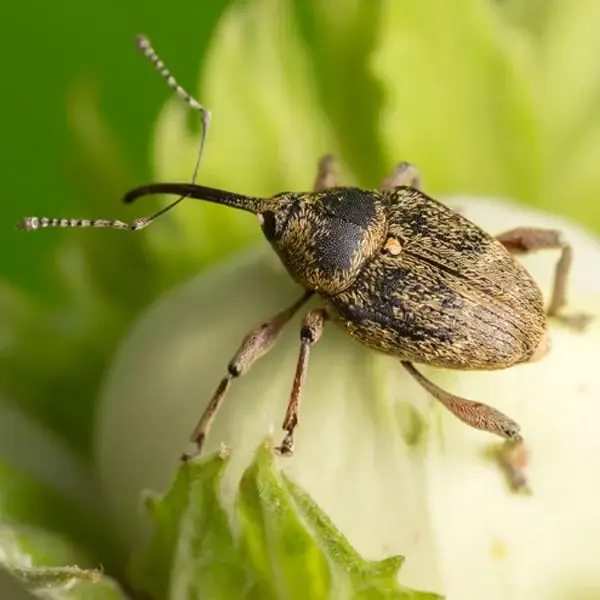 Pecan weevil
