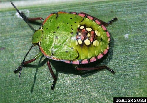 Southern green stink bug
