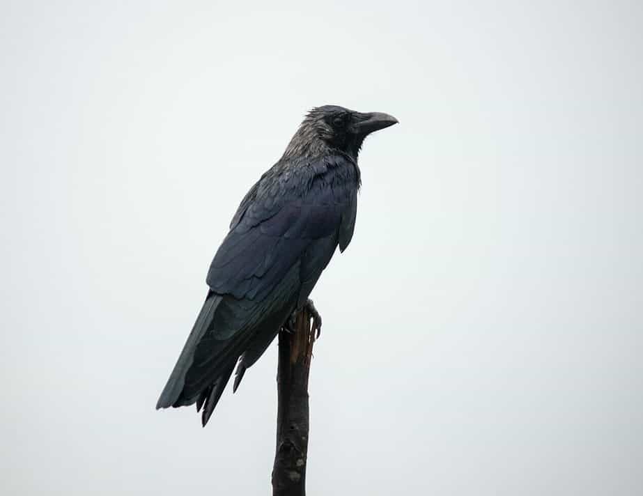 Wildlife Removal And Crows