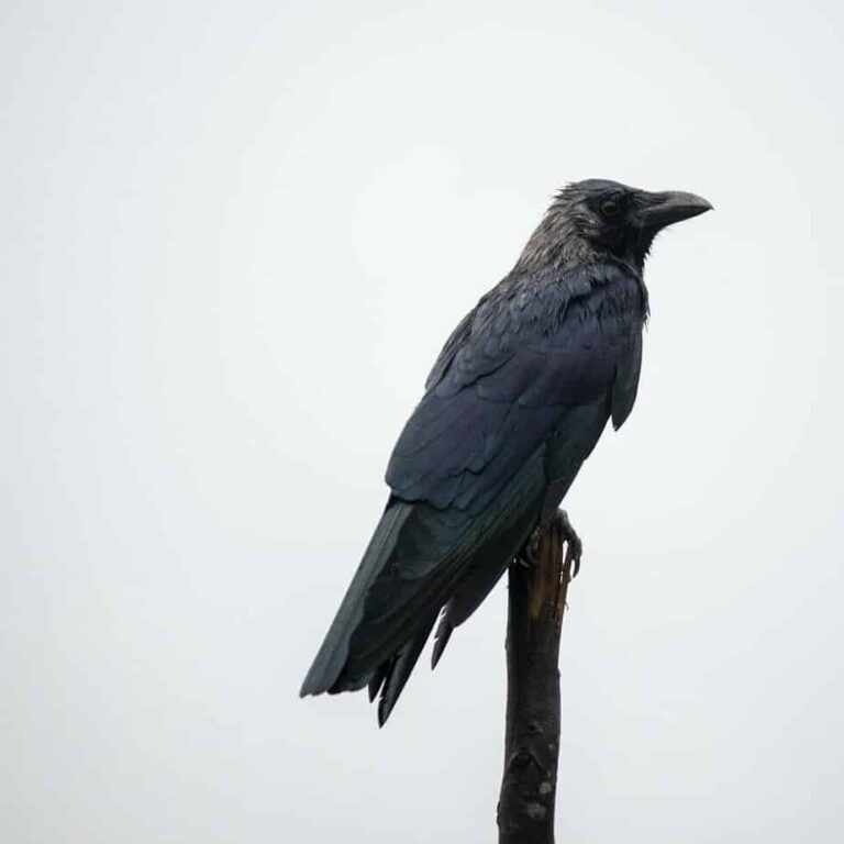 Wildlife Removal And Crows