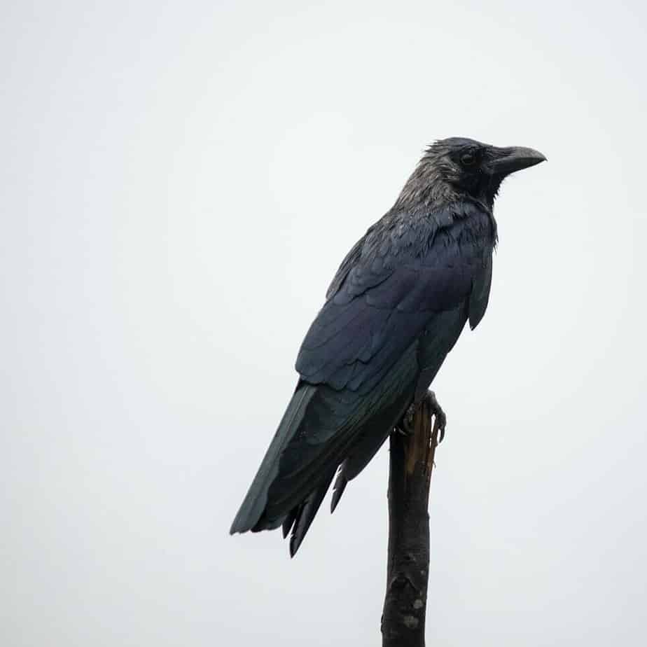 Wildlife Removal And Crows