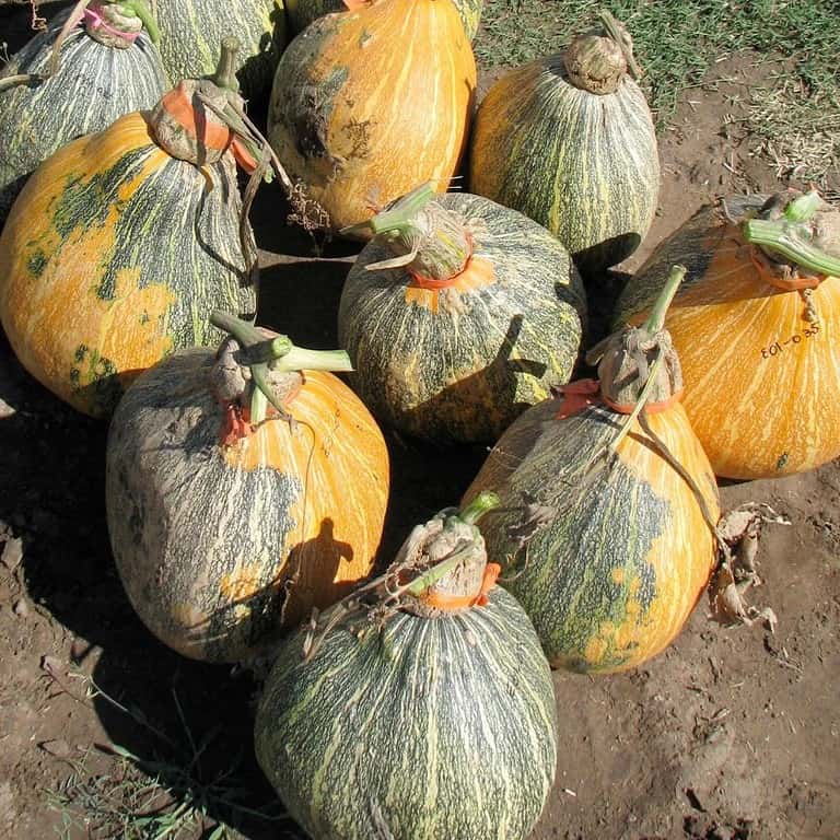 Apaches, Comanches and Pueblos pumpkin seeds