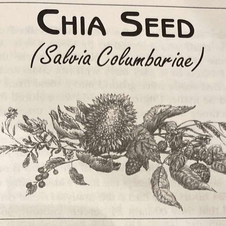 Chia Seed Salvia Columbariae