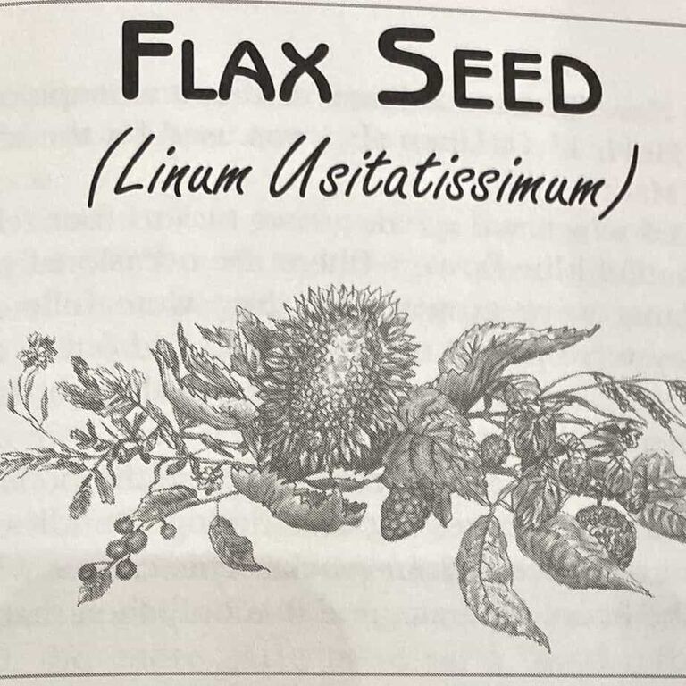 Flax Seed Linum Usitatissimum