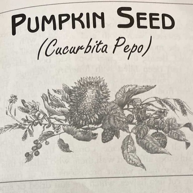 Pumpkin Seed Cucurbita Pepo