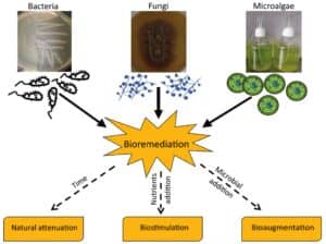 plants, animals, bacteria, fungi, and micro algae