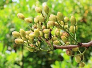 Pistachios Growing On Trees In The Kopet Dag Mountain Range, Pistachio history.