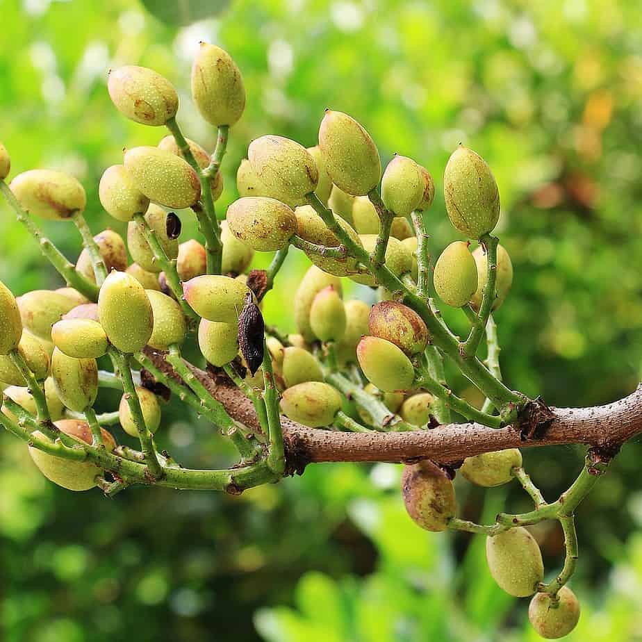 Pistachios Growing On Trees In The Kopet Dag Mountain Range