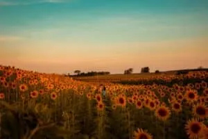 Sunflowers