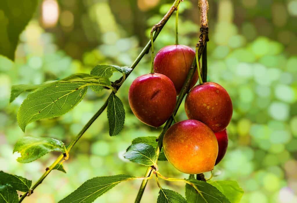 History Of Apples Apple On Branch