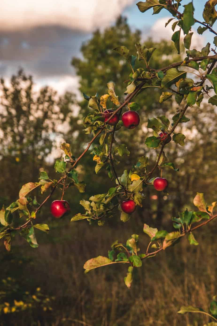 History Of Apples Apple Tree