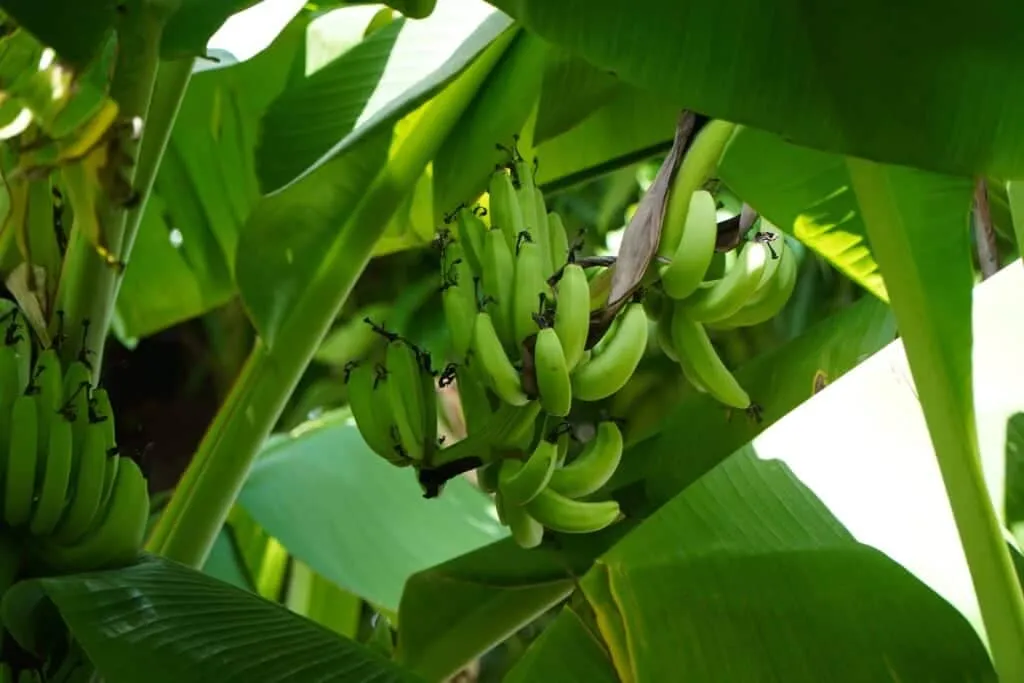 Transporting Bananas Banana Not Yet Ripe