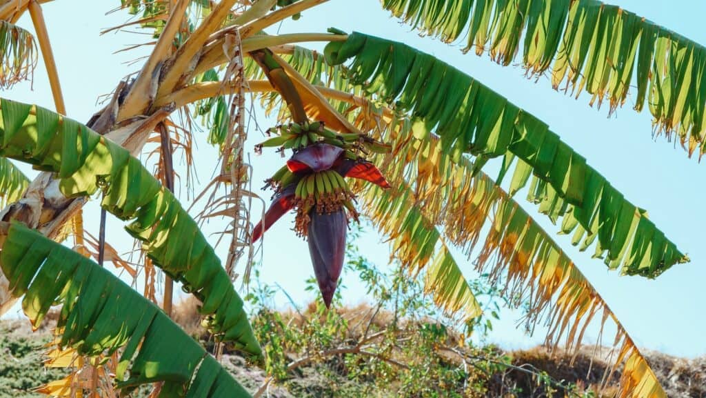 Transporting Bananas Bananas In Growth