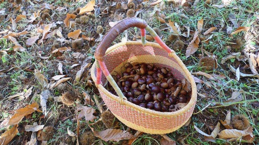 The Grow Season For Nut Trees In California, USA