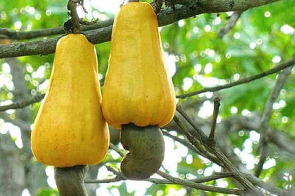 cashews are a seed
