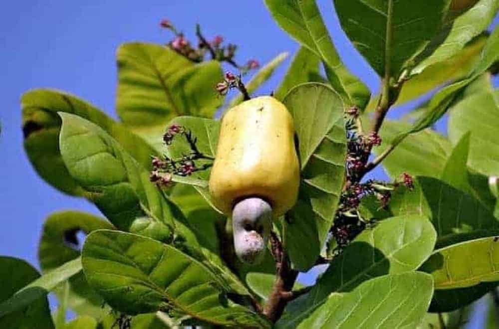 Cashew nuts grow out of apples, Cashew seeds.