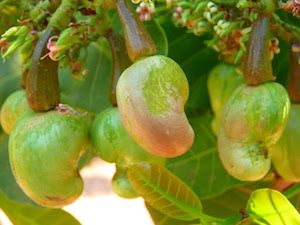 Many Cashews Fruits On A Tree, history of the cashew.