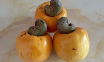 The History Of The Cashew