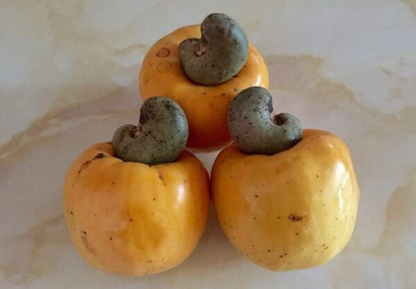 The History Of The Cashew